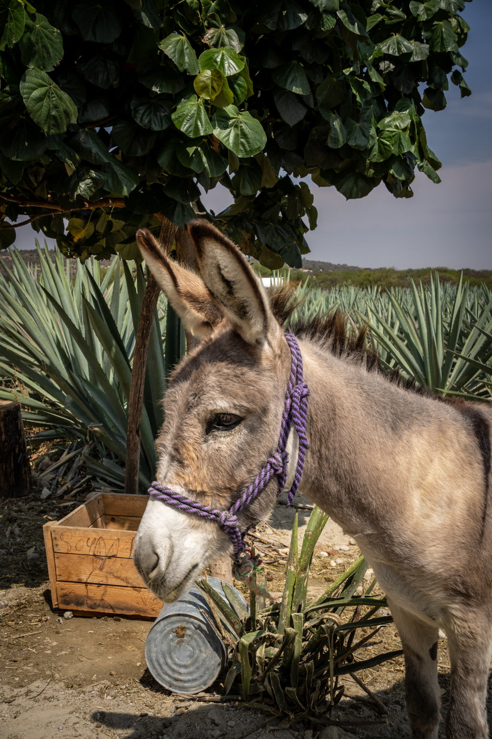 a donkey with a rope tied around it's neck