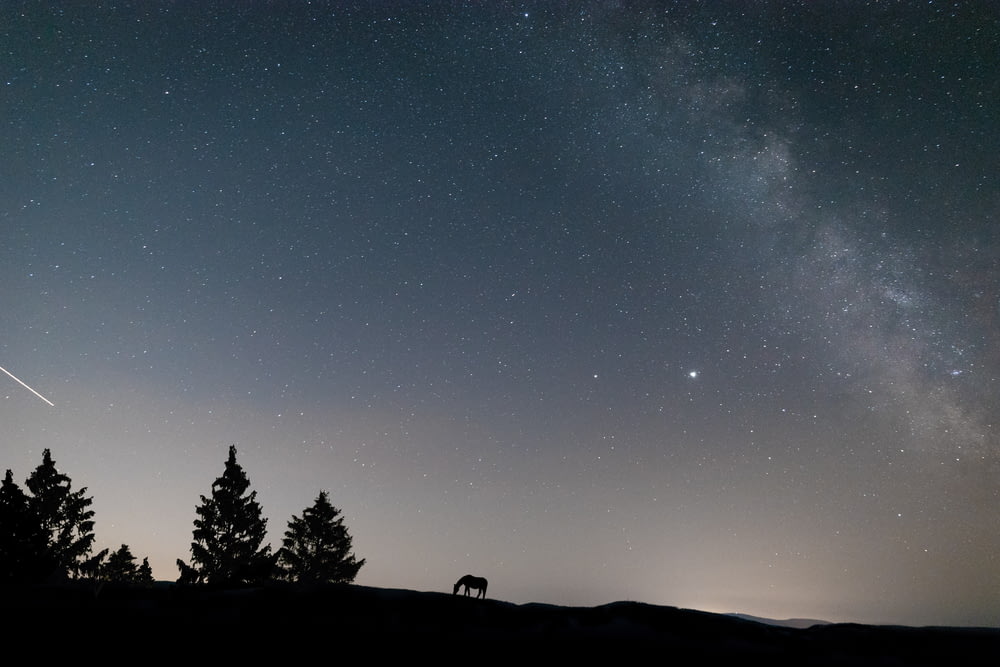 the night sky with stars and a horse in the foreground
