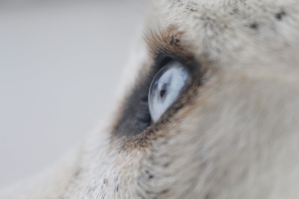 a close up of a white wolf's eye