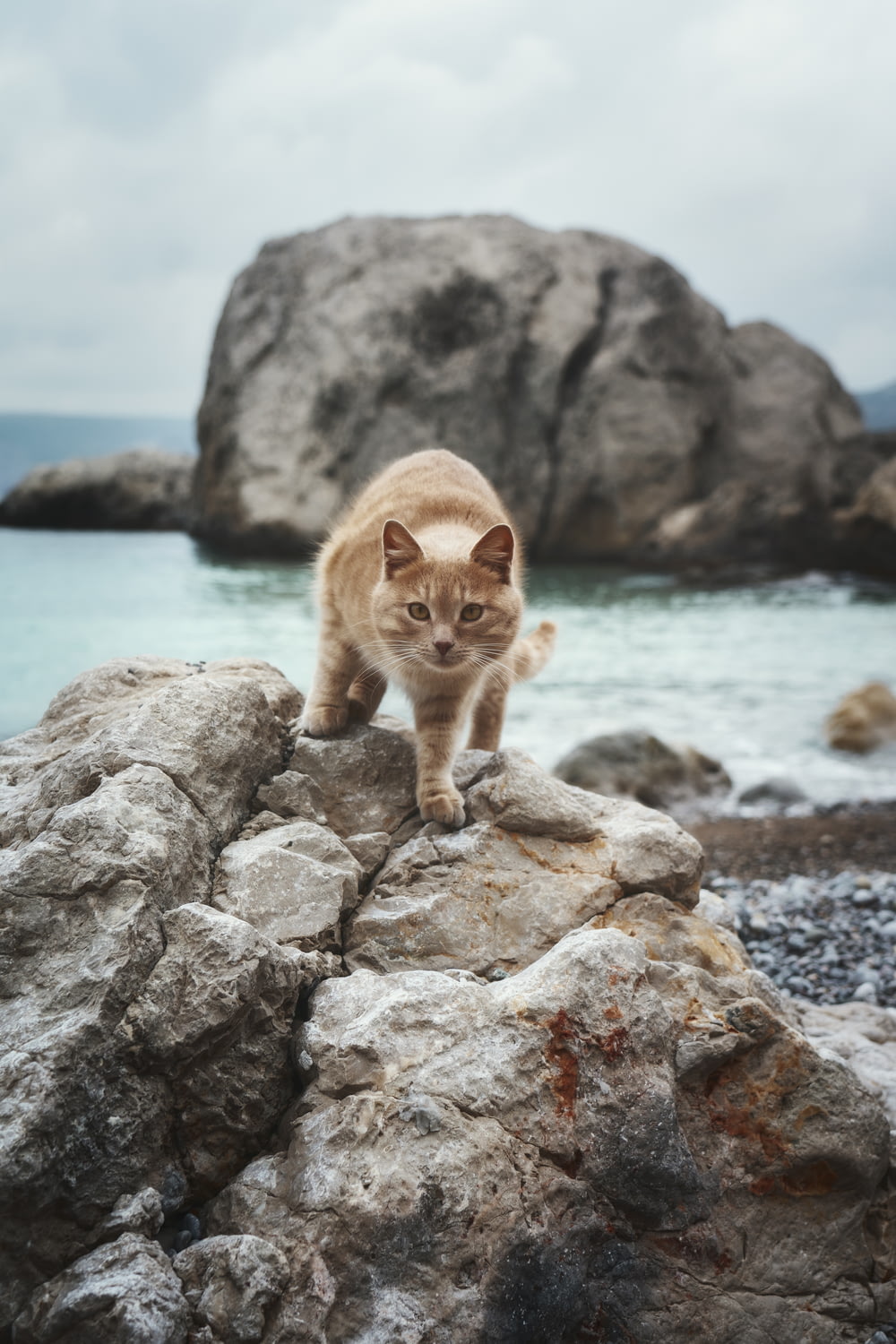 a cat standing on top of a rock near the ocean