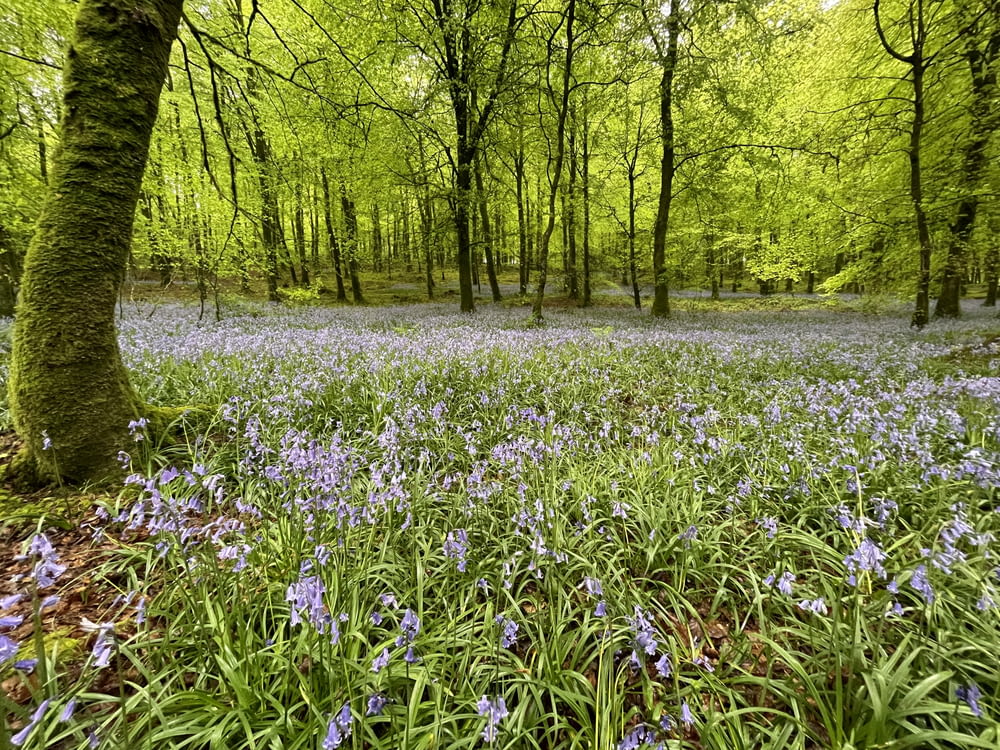 a forest filled with lots of blue flowers