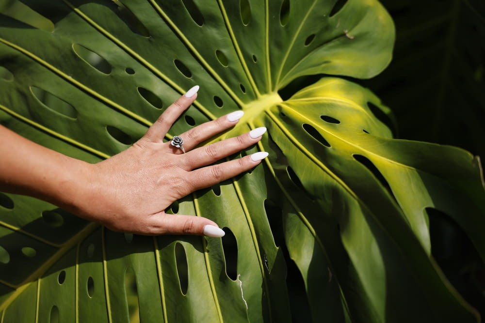 a woman's hand on a large green leaf