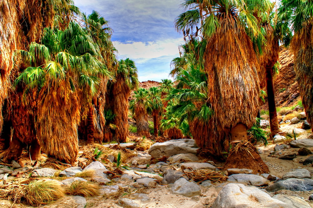 a group of palm trees in a rocky area
