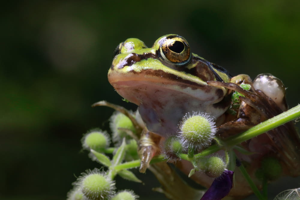 a frog sitting on top of a green plant