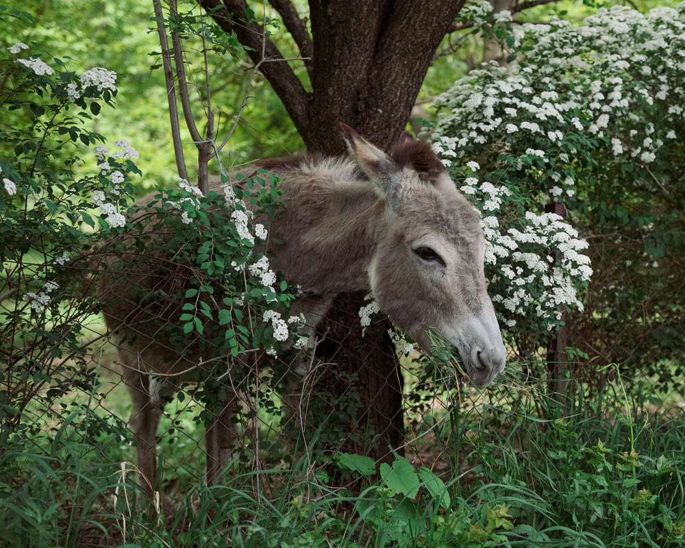 a donkey standing next to a tree in a forest