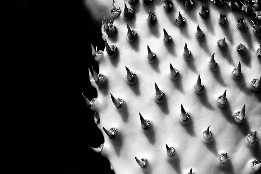 a close up of a cactus with spikes on it