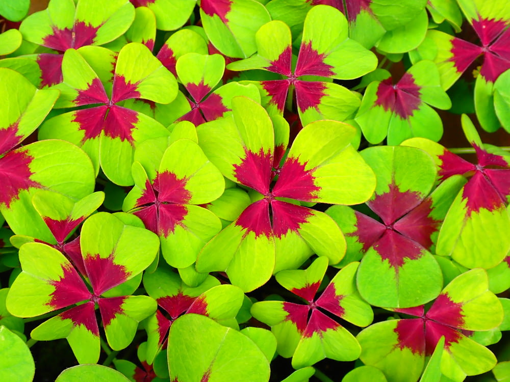 a close up of a bunch of green and red leaves