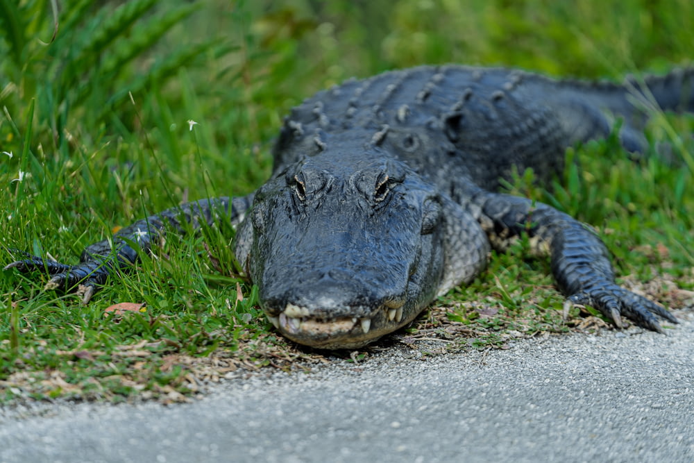 un grand alligator couché sur le bord d’une route