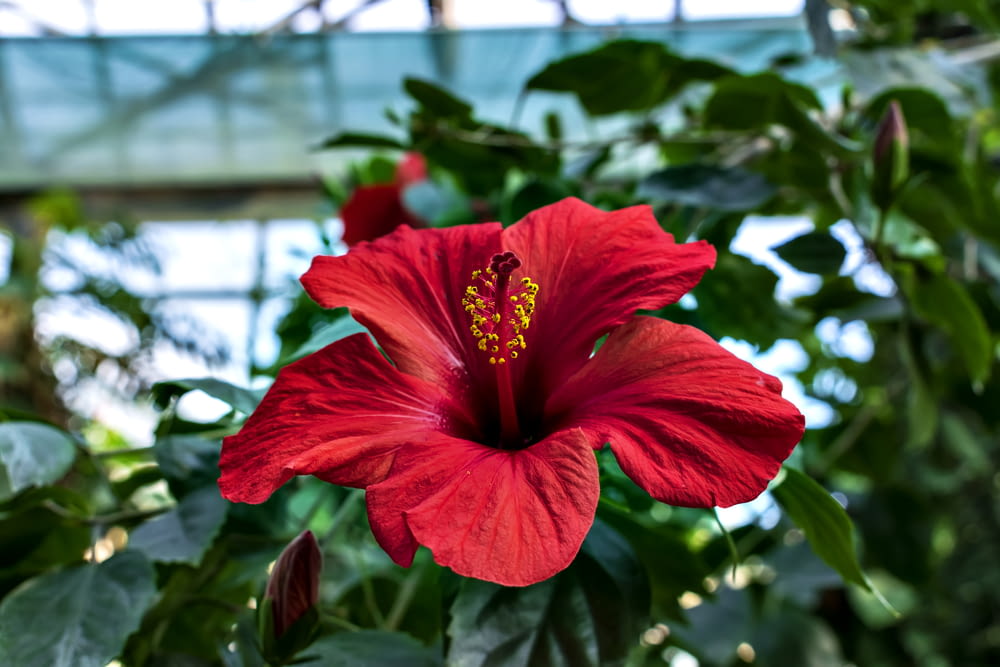 a large red flower in a green house