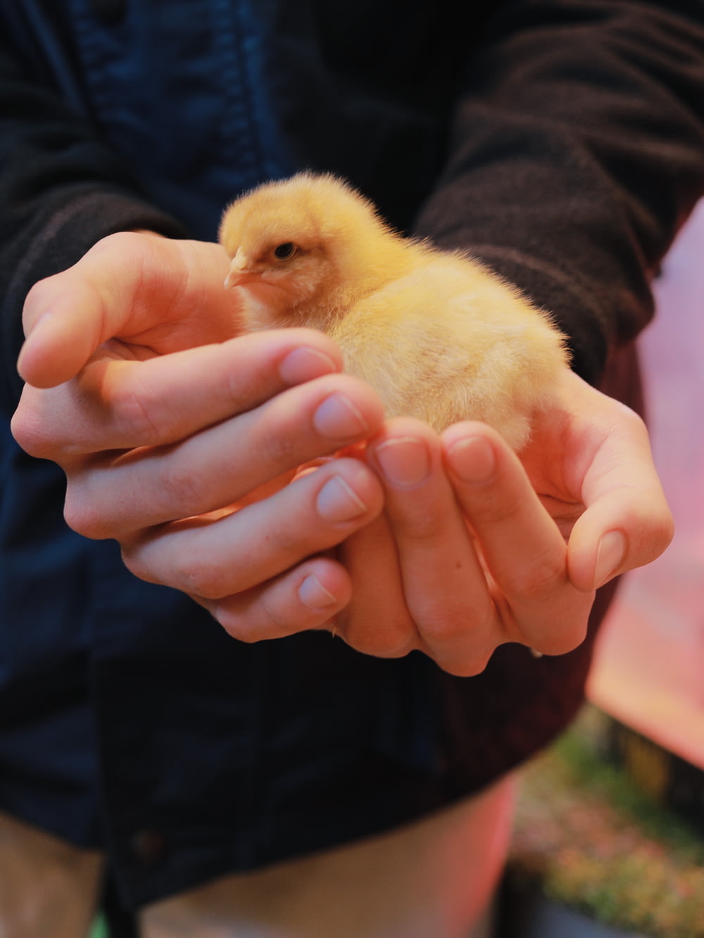 a person holding a small chicken in their hands