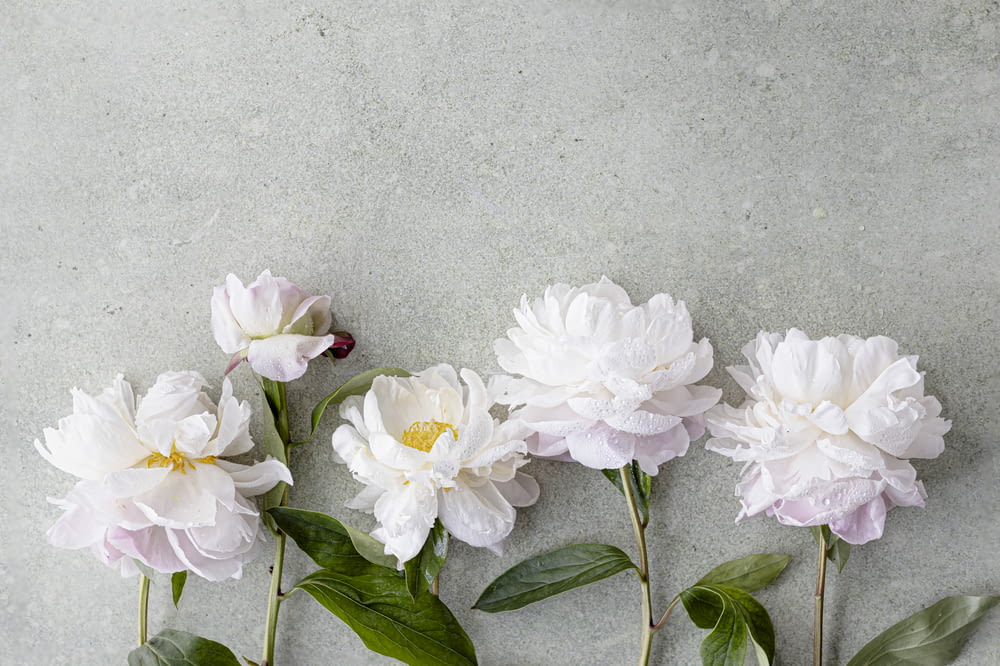 a group of white flowers sitting on top of a cement floor