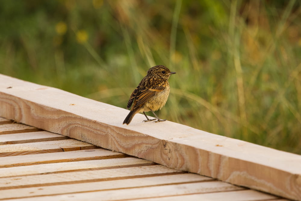 a small bird sitting on a wooden bench