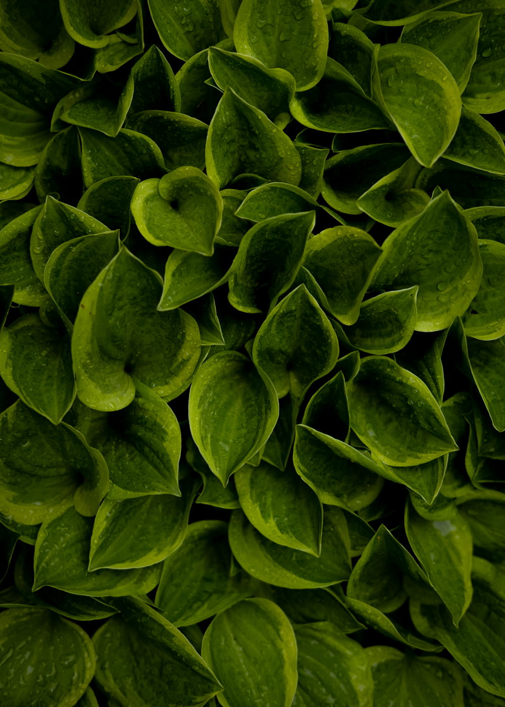 a close up of a bunch of green leaves