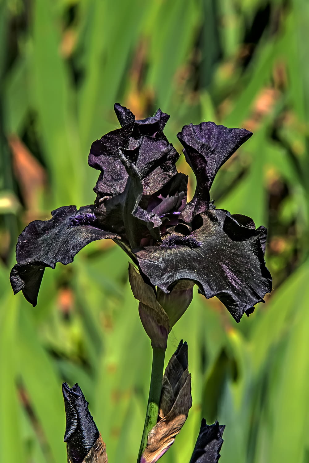 a black flower with a green background