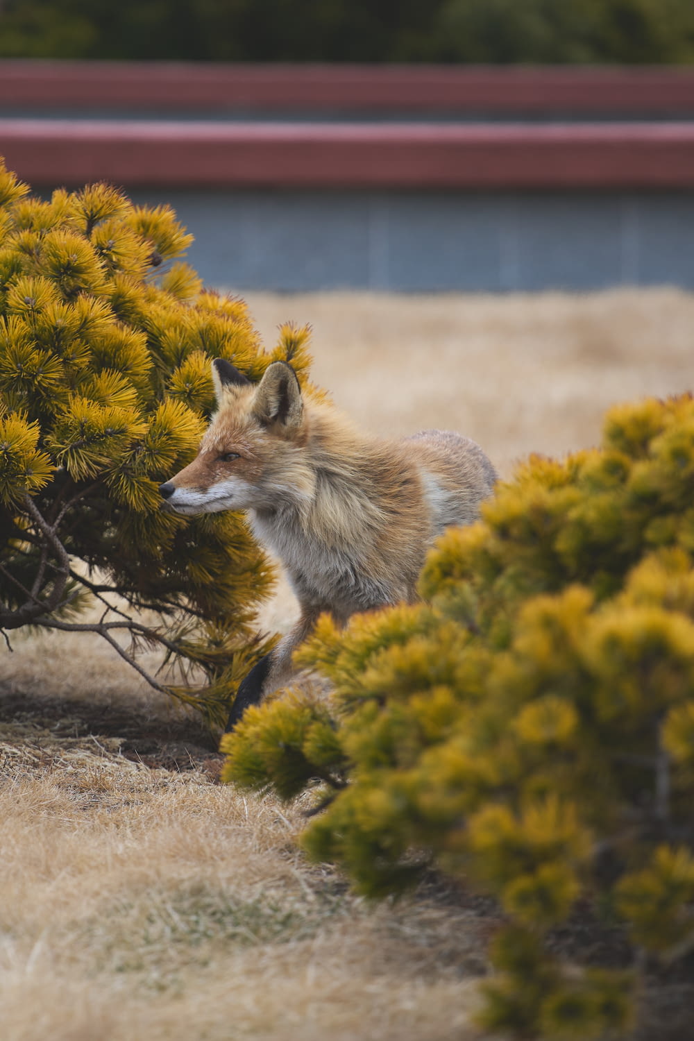 a red fox hiding behind a bush in a field