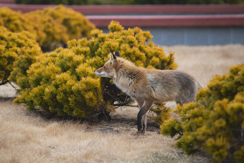 a lone fox standing in a field of grass