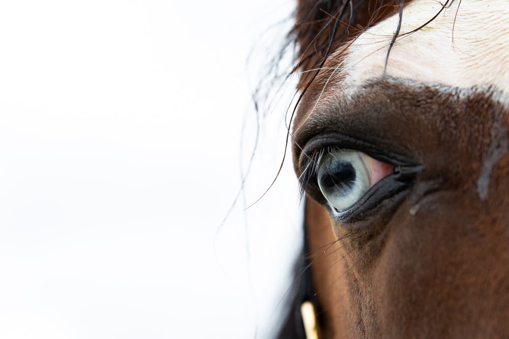 Nahaufnahme des Auges eines Pferdes