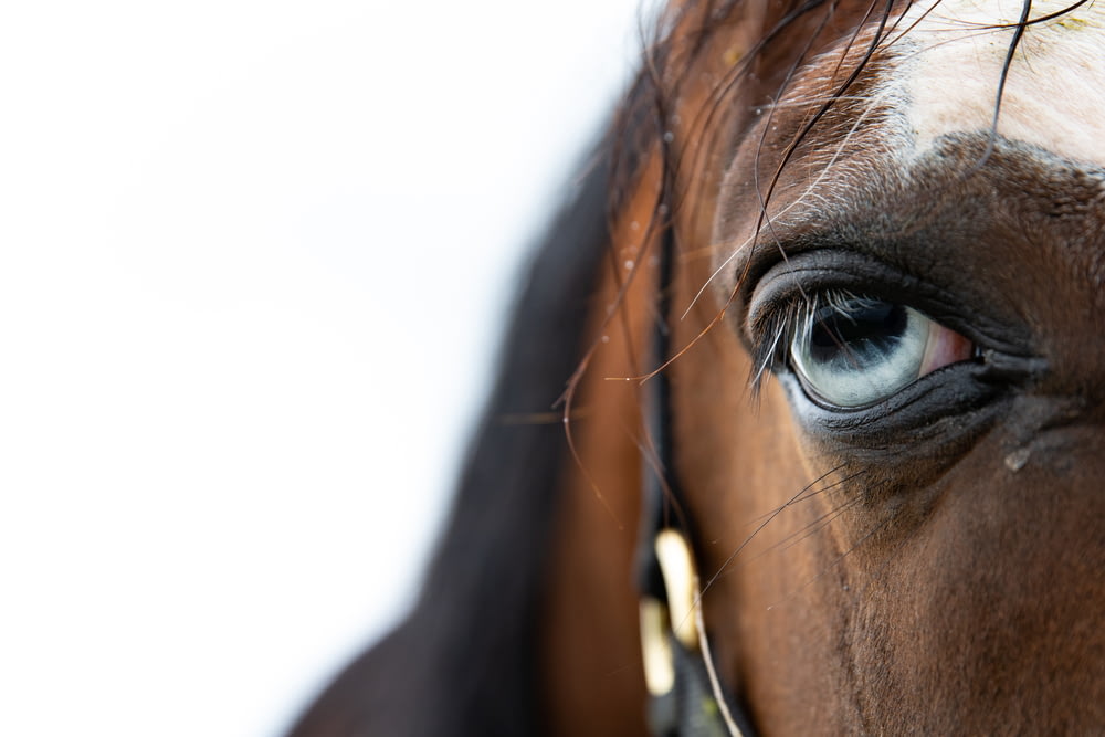 a close up of a horse's eye with a white background