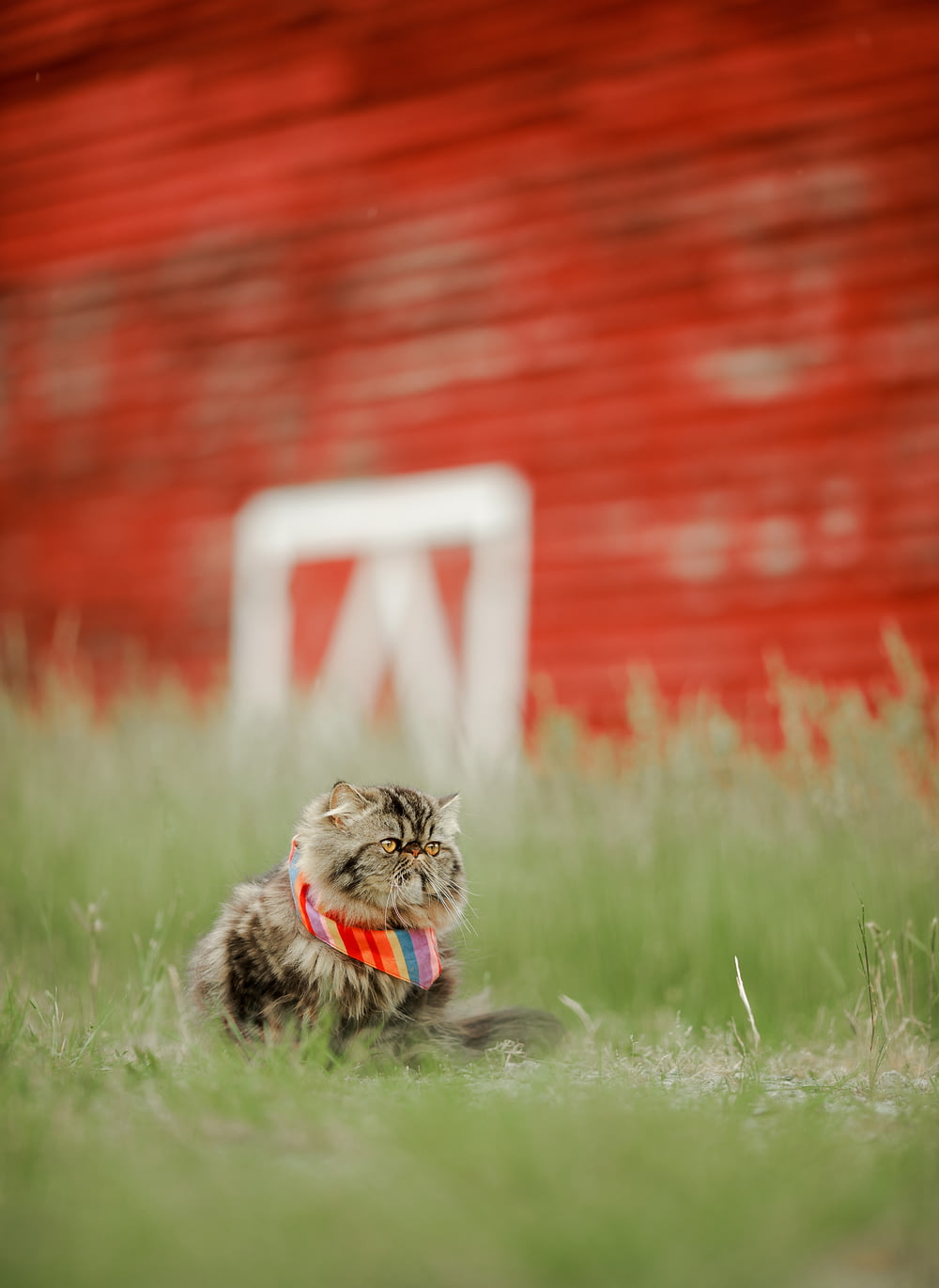 a cat sitting in the grass in front of a red barn
