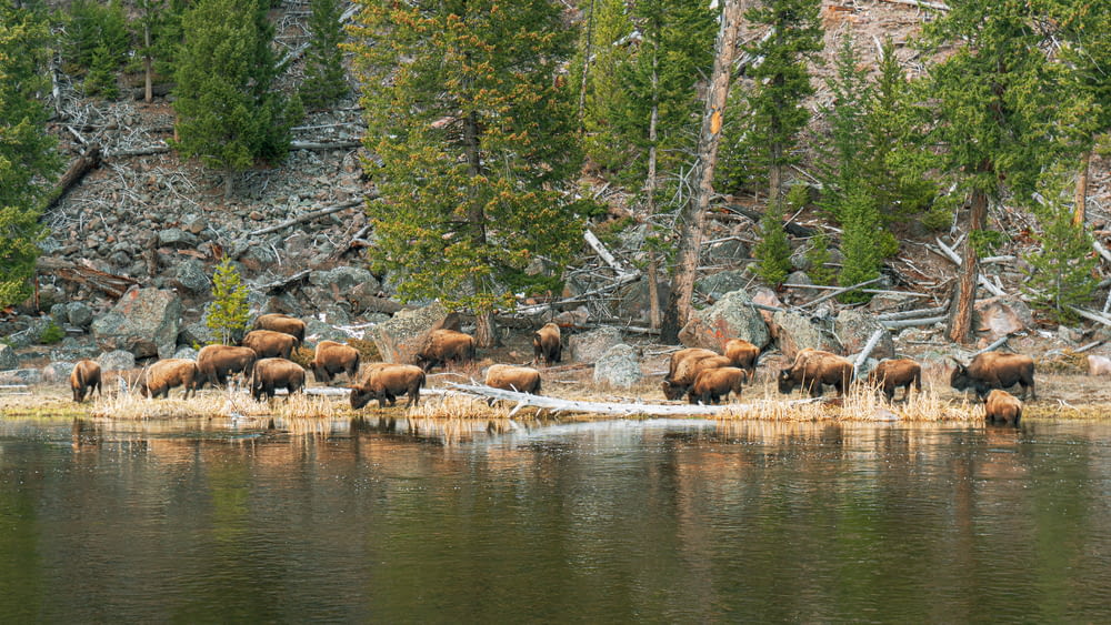 a herd of animals standing next to a body of water