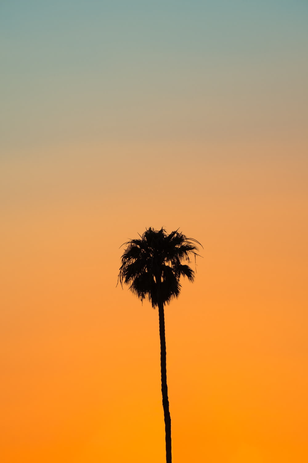 a palm tree is silhouetted against a sunset
