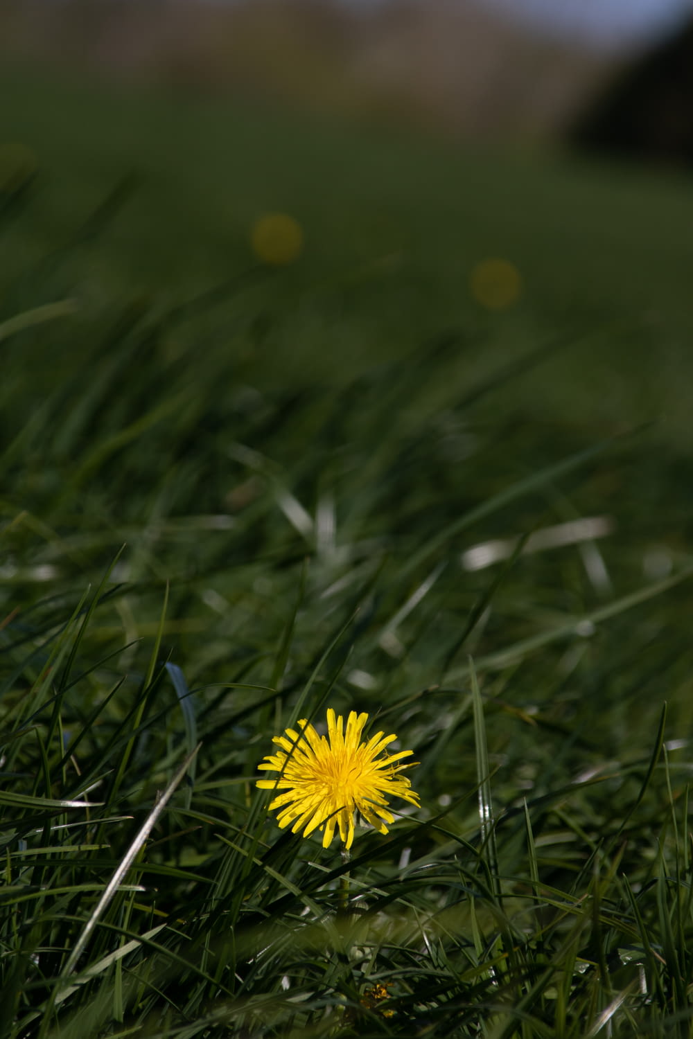 a single yellow dandelion sitting in the grass