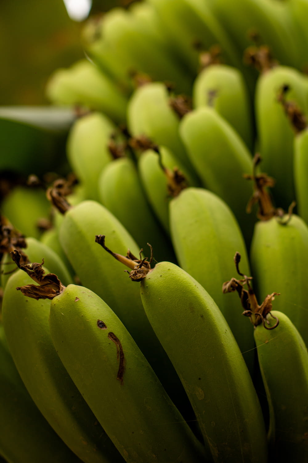 a bunch of green bananas sitting on top of each other
