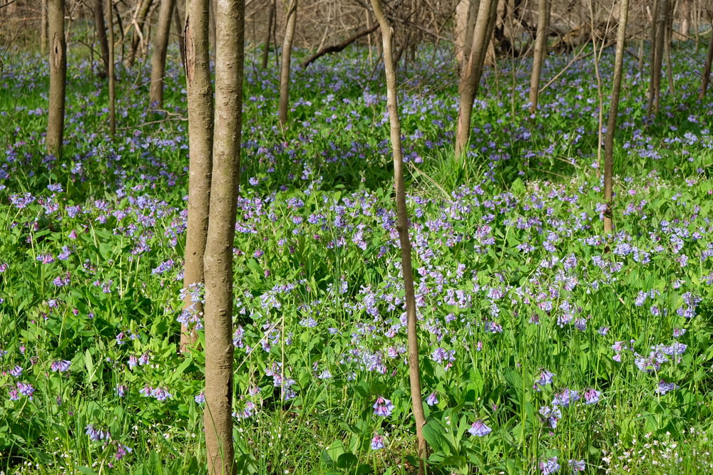 a field full of blue flowers next to trees