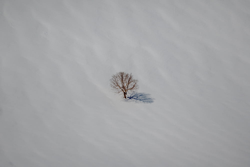 a lone tree in the middle of a snowy field