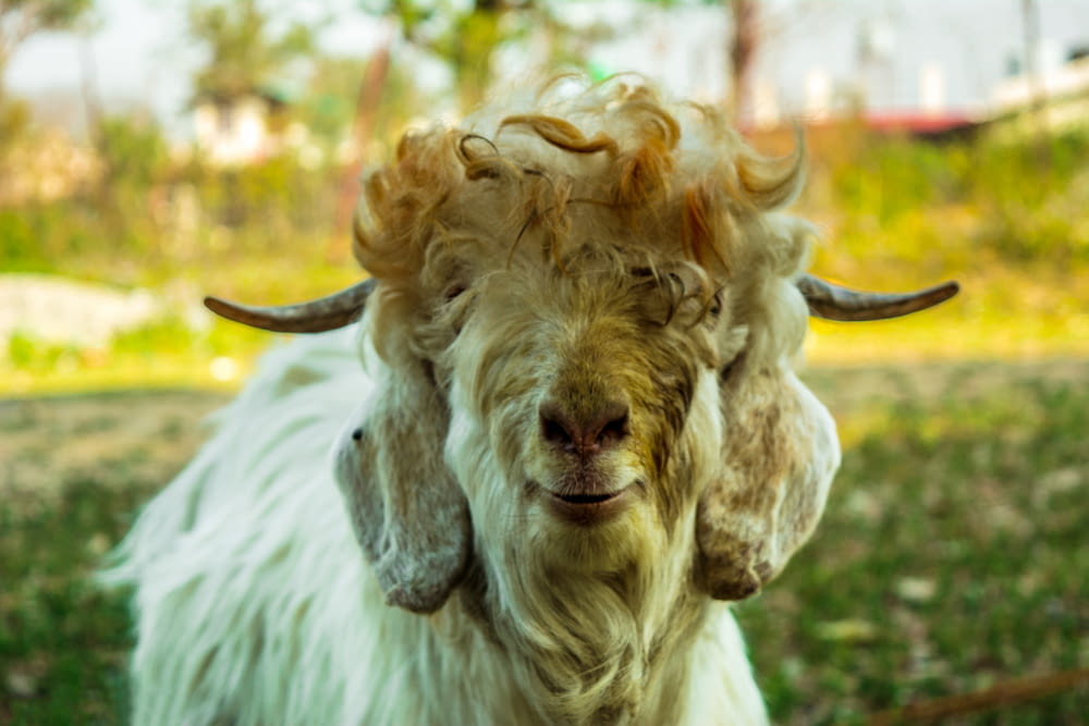 a close up of a goat with horns on it's head
