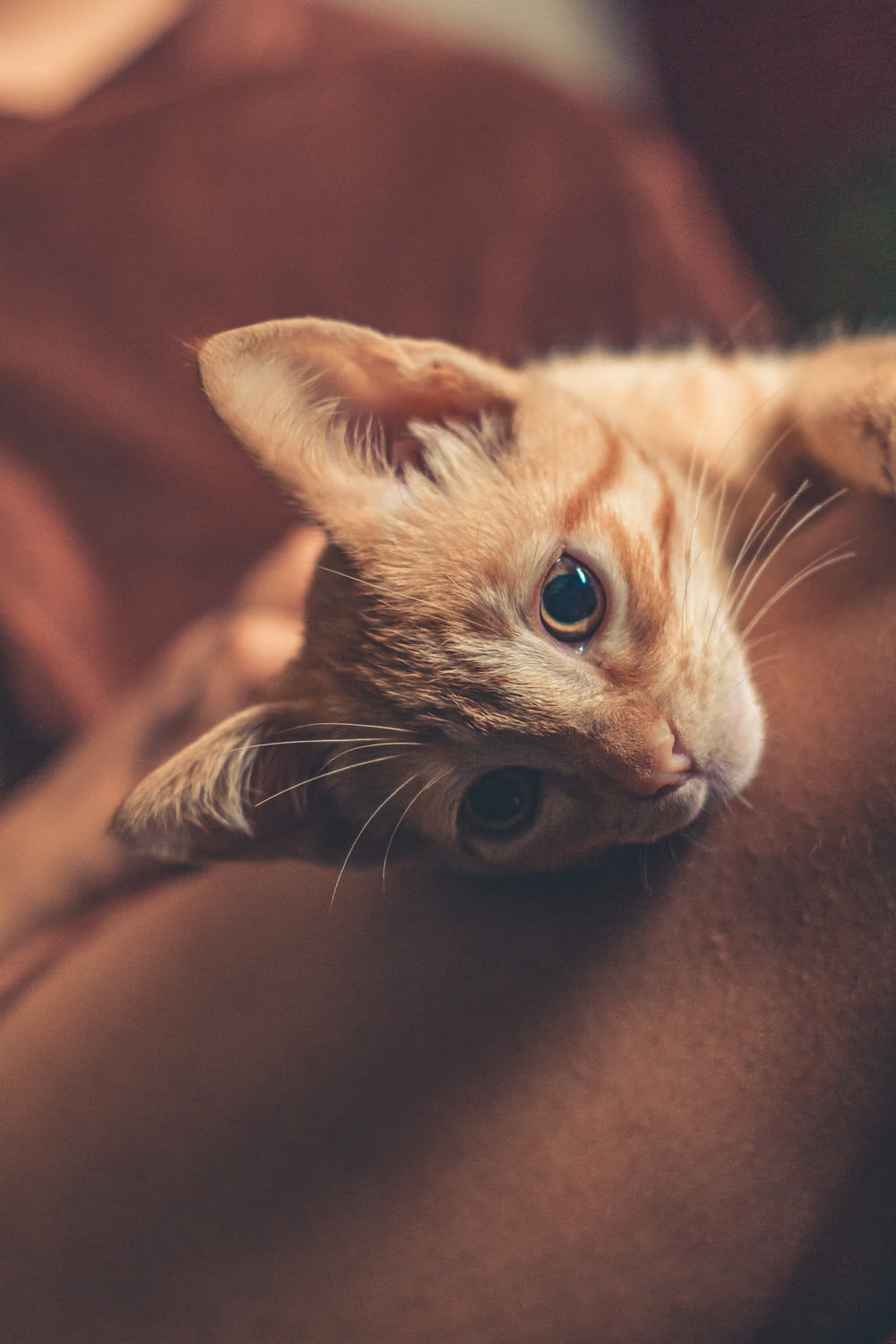 an orange and white cat laying on a person's arm