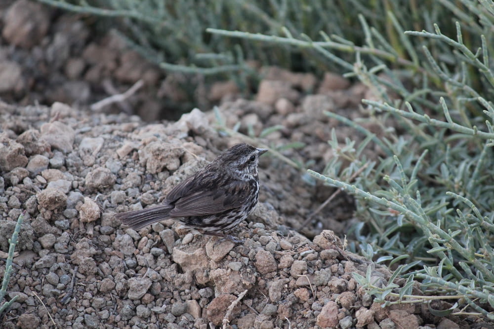 a small bird sitting on top of a pile of dirt