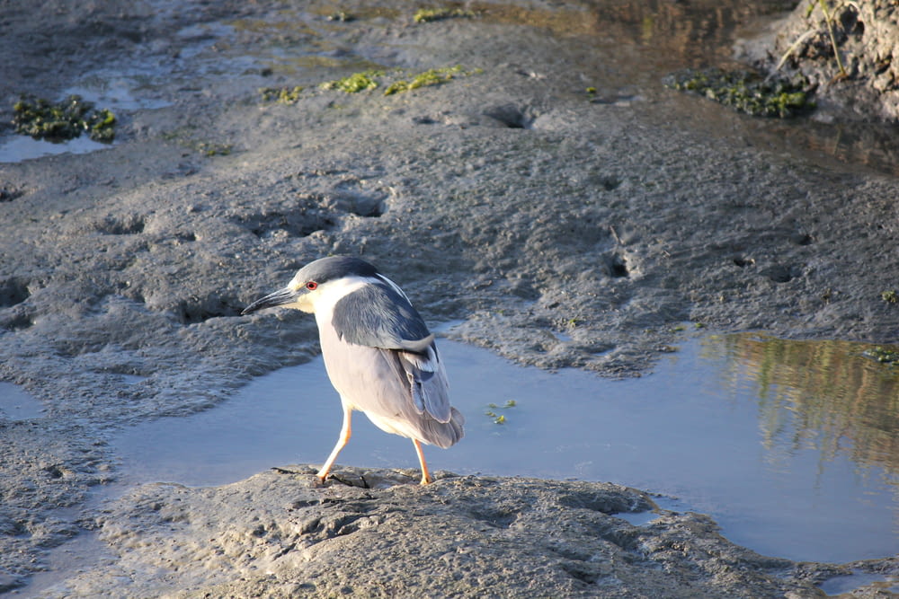 a bird standing on a rock next to a body of water