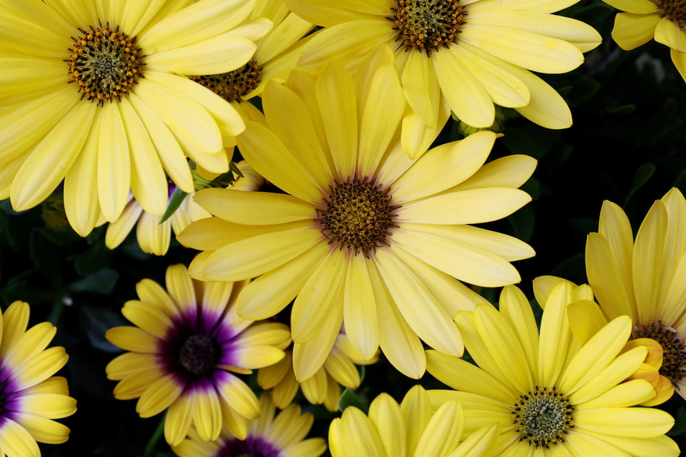 a bunch of yellow flowers with purple centers