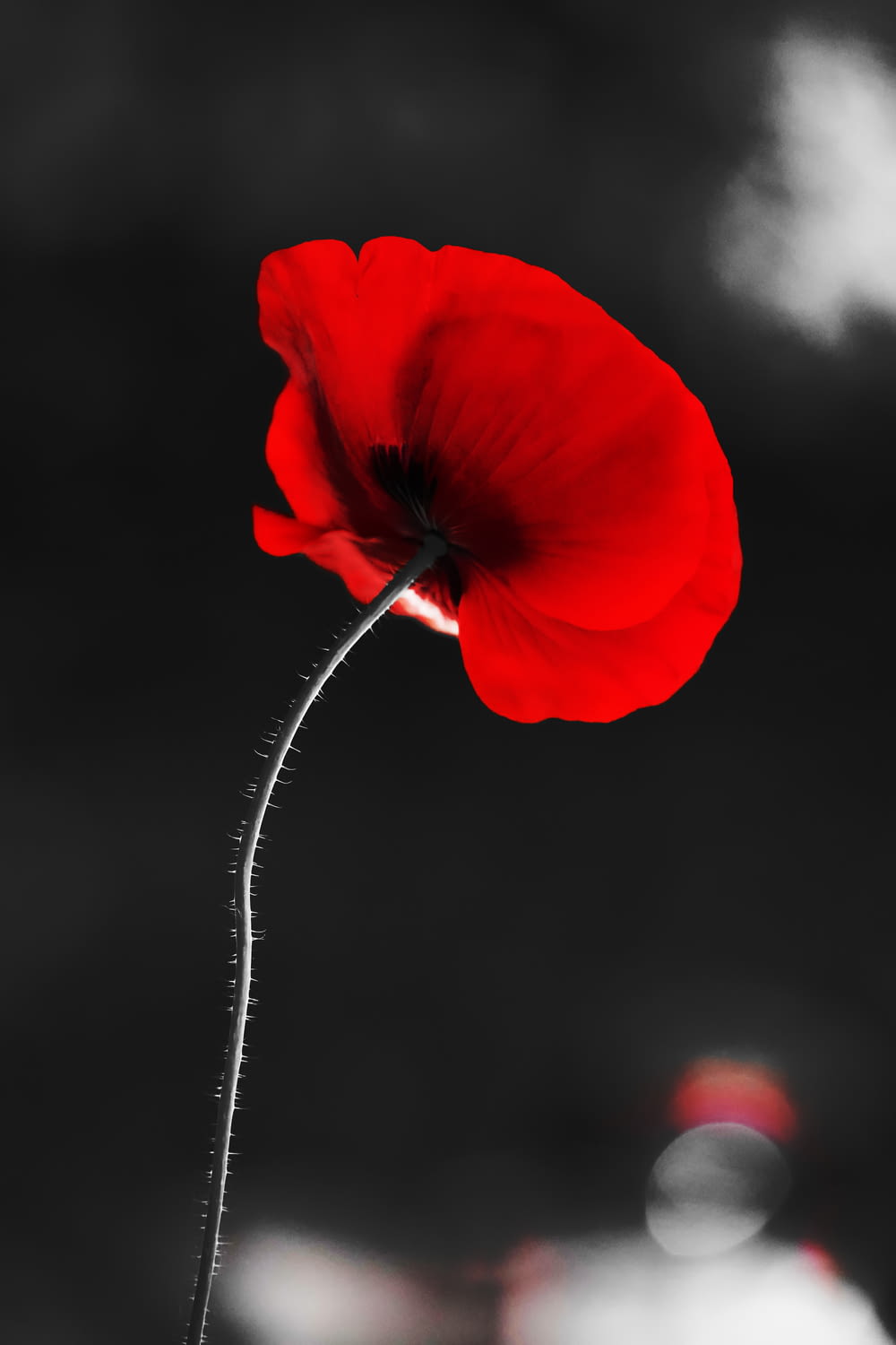 a single red flower on a black and white background