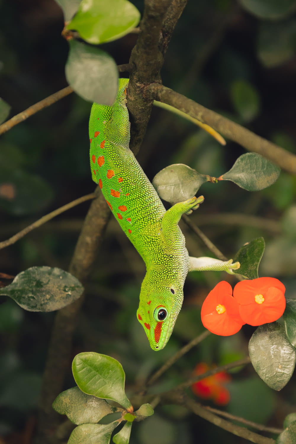 a green lizard on a tree branch with a red flower