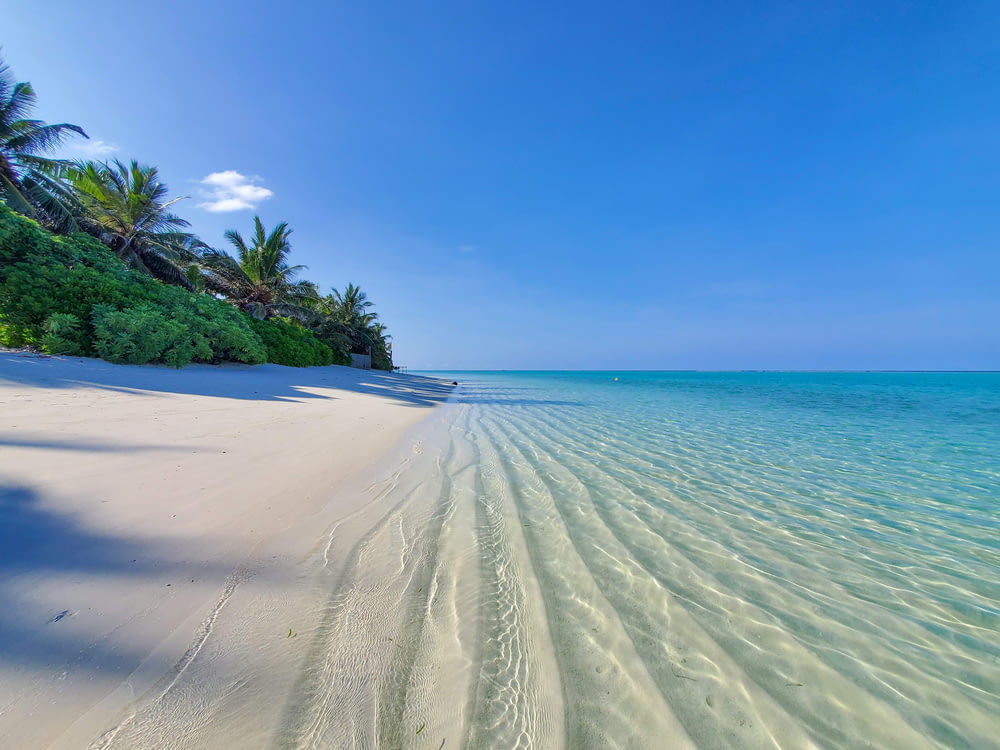 a sandy beach with clear blue water and palm trees