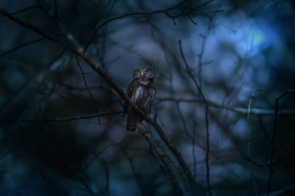 an owl is sitting on a tree branch