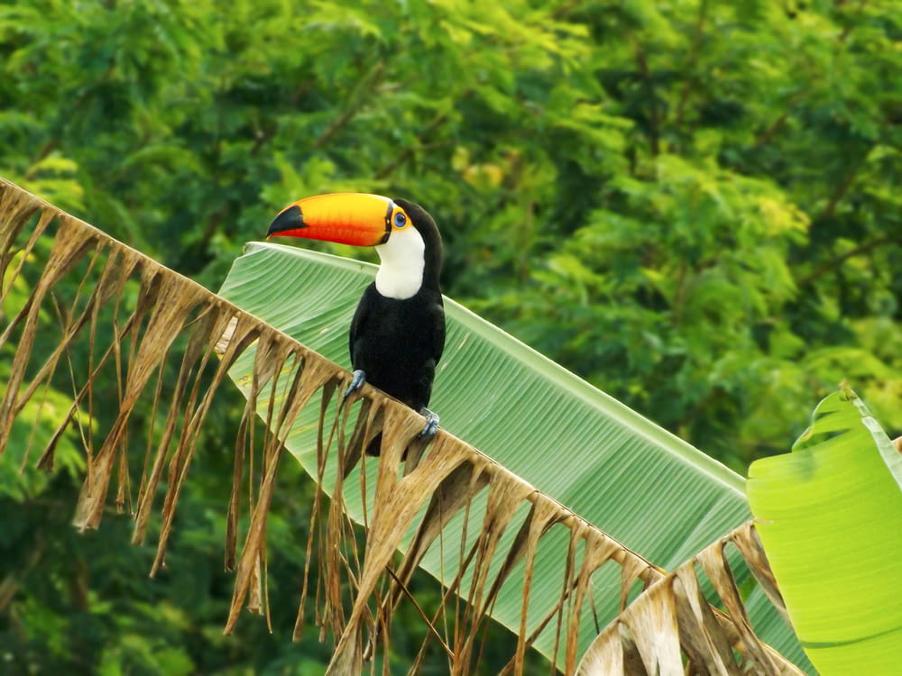 a toucan sitting on top of a palm leaf