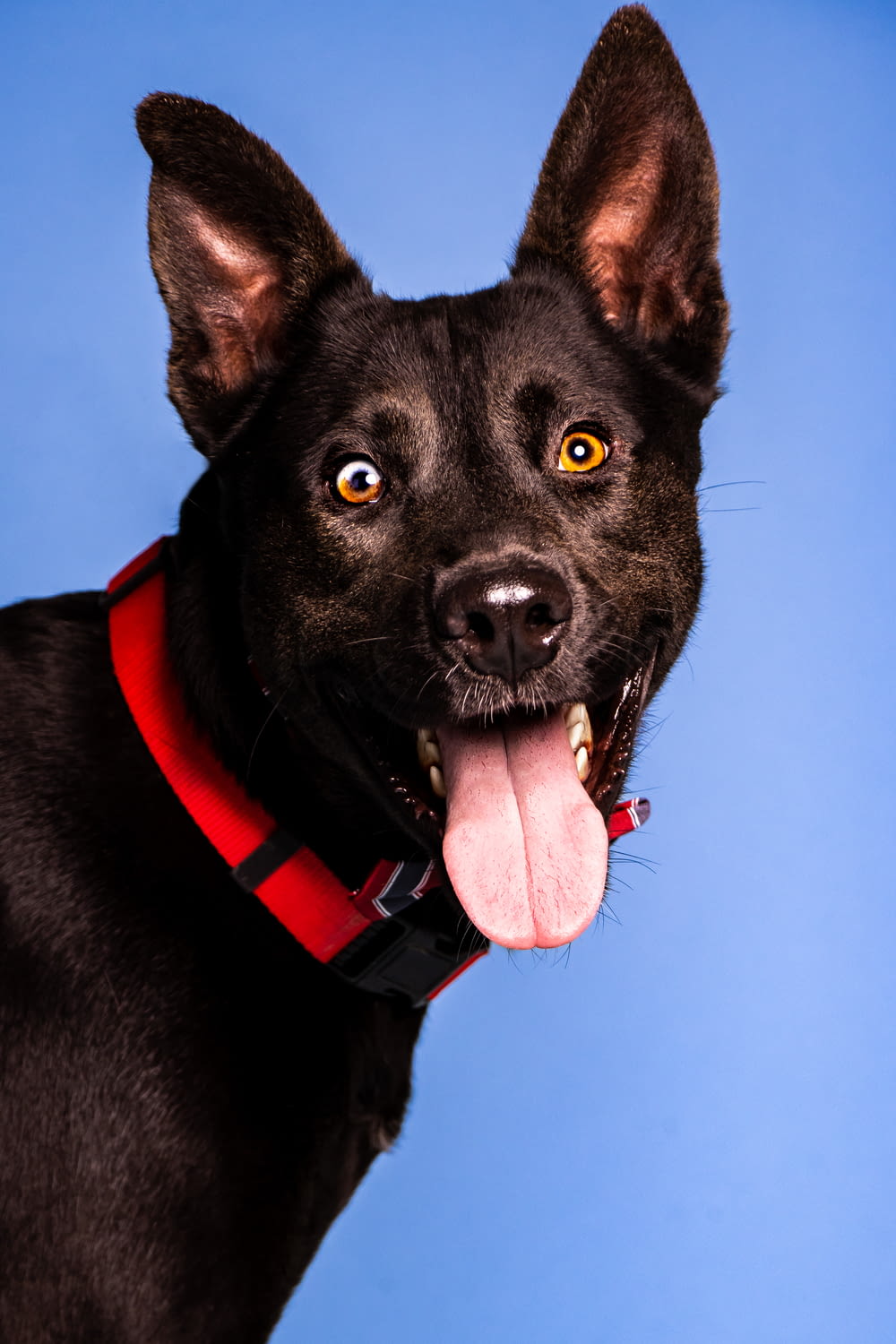 Ein schwarzer Hund mit rotem Halsband und heraushängender Zunge