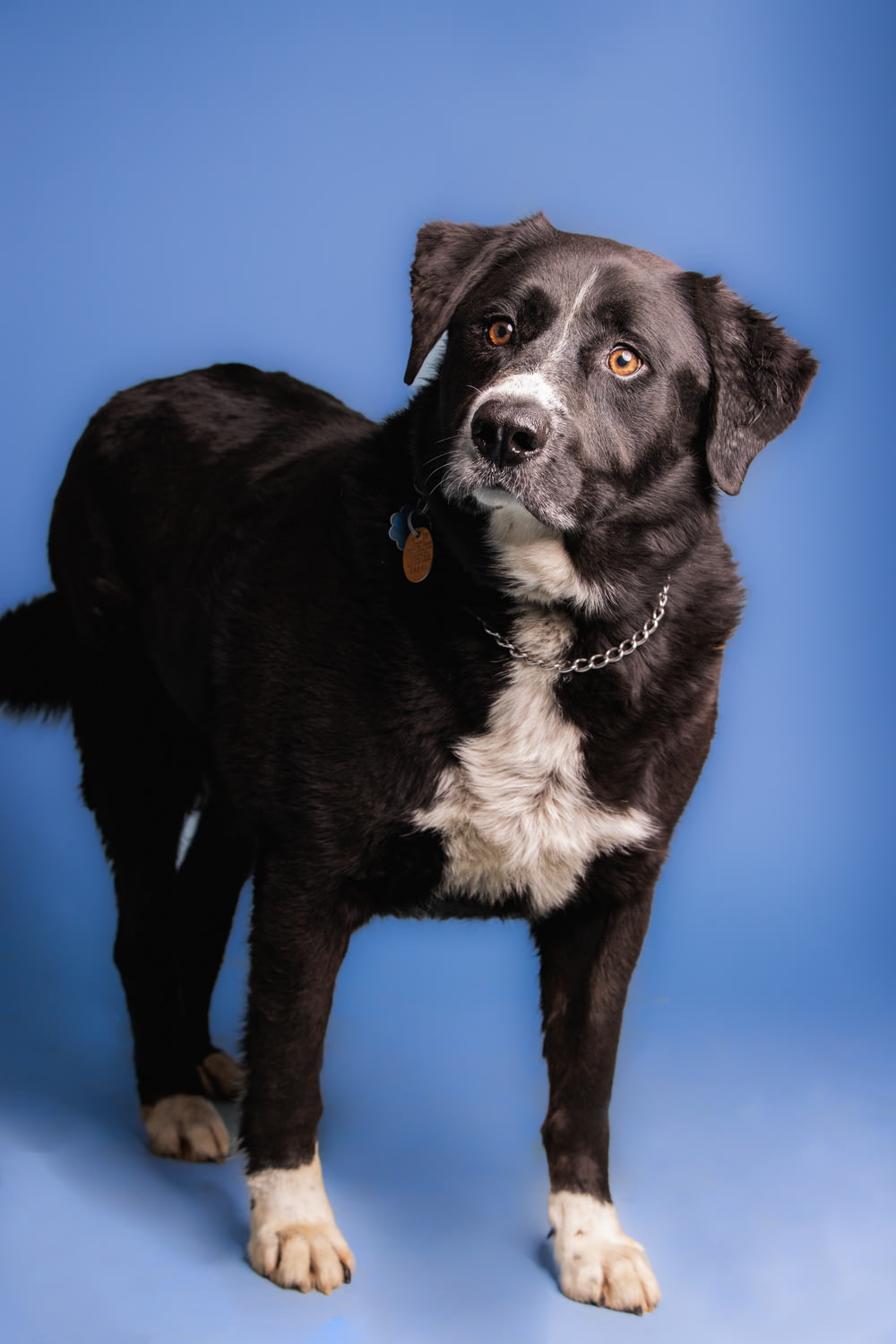 a black and white dog standing on a blue background