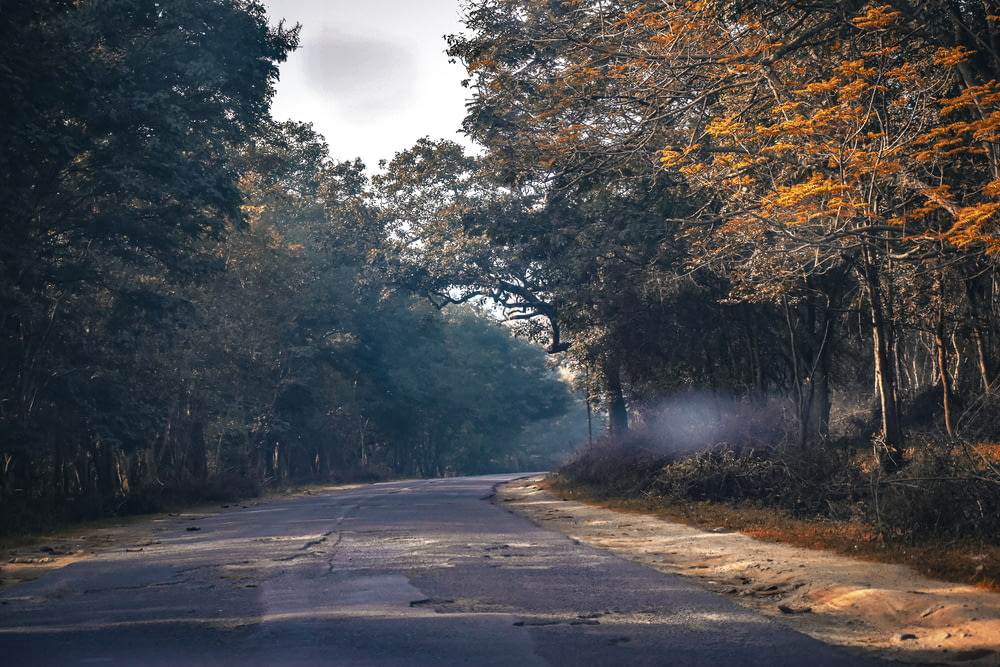 uma estrada vazia cercada por árvores com fumaça saindo dela