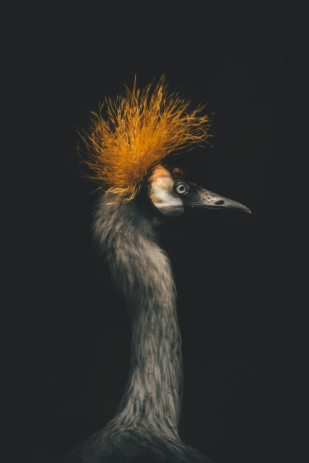 a bird with a yellow mohawk on its head