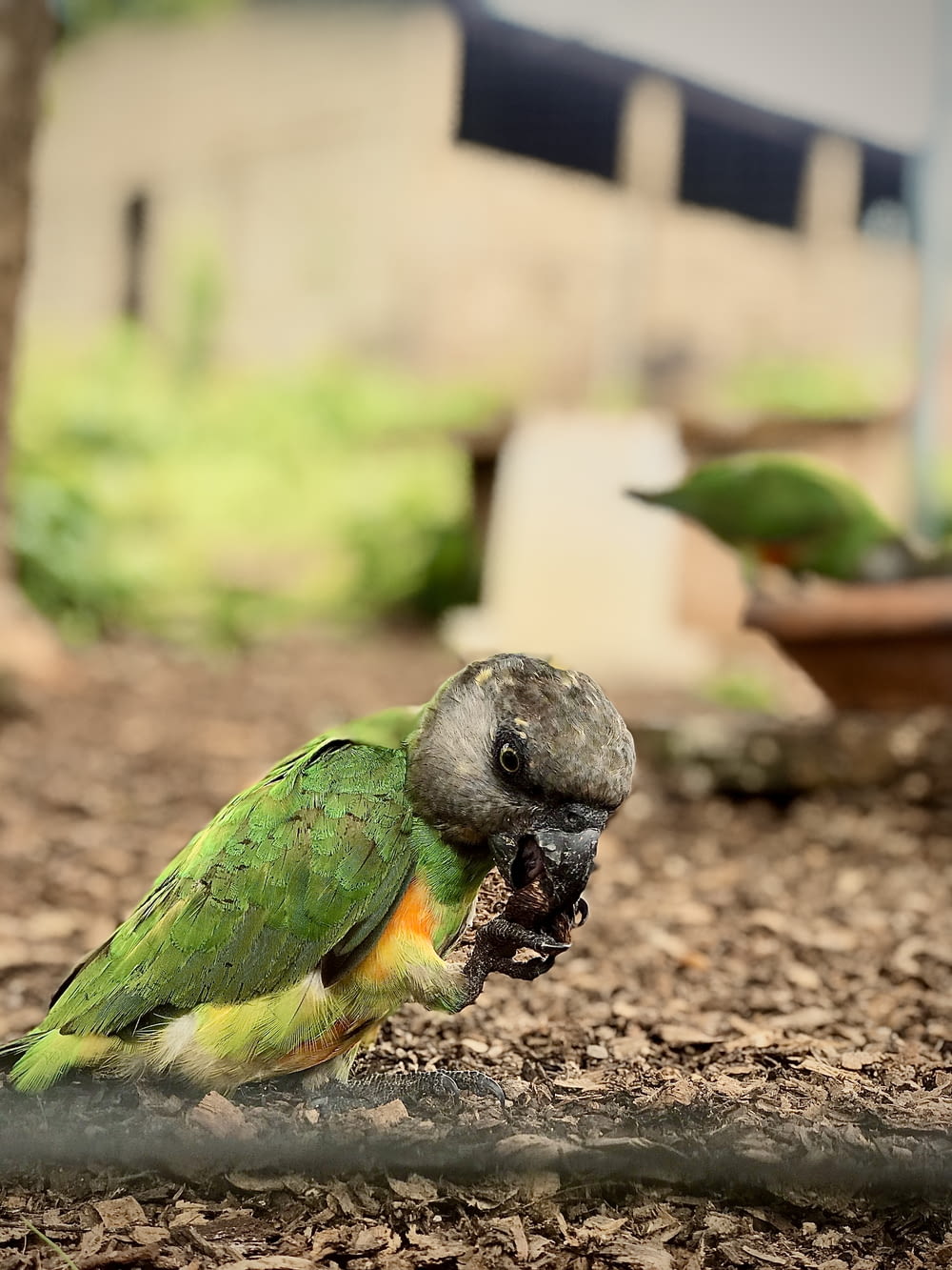 a green and yellow parrot eating a piece of food