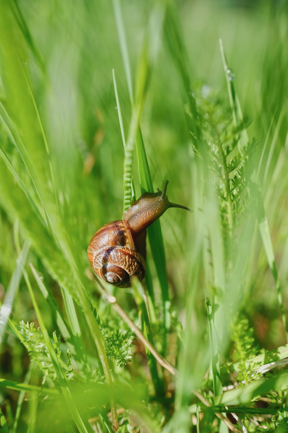 a snail crawling in the grass on a sunny day