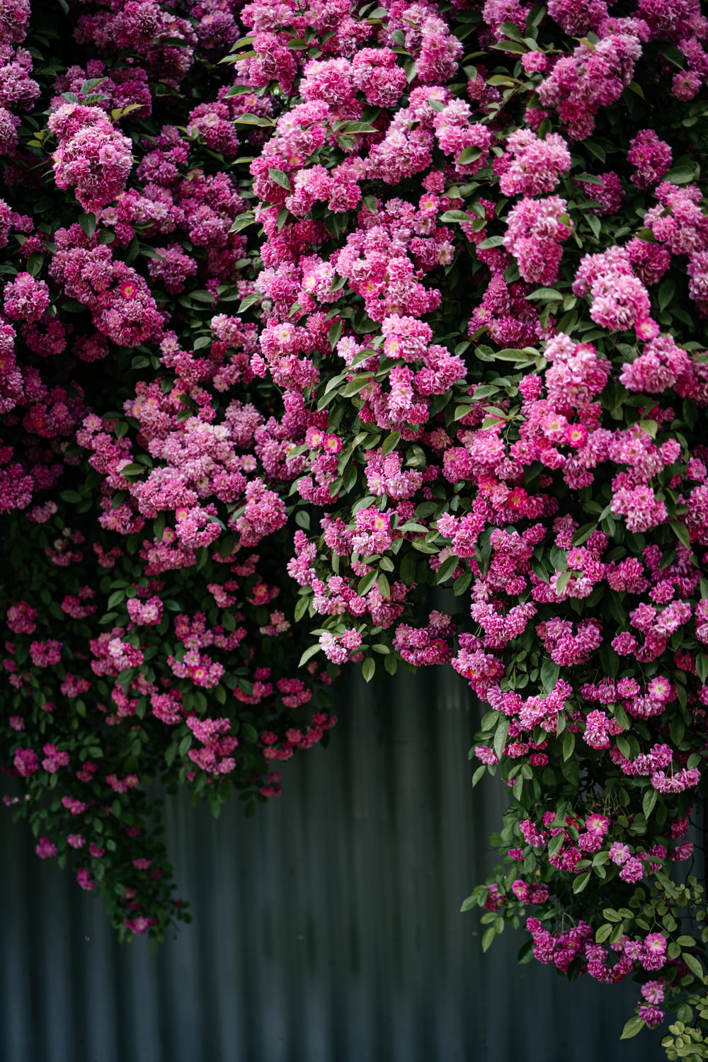 a bunch of pink flowers growing on the side of a building