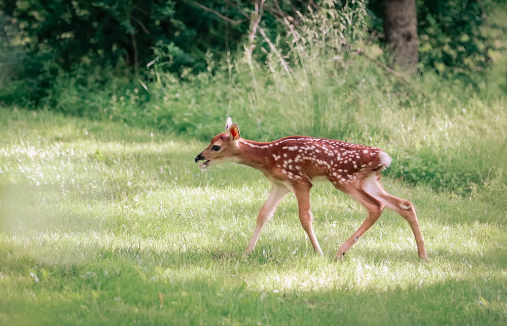 a young deer is walking through the grass