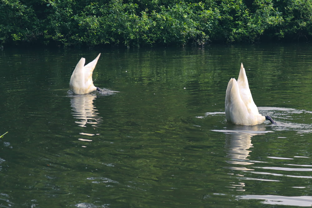 a couple of white swans swimming in a lake