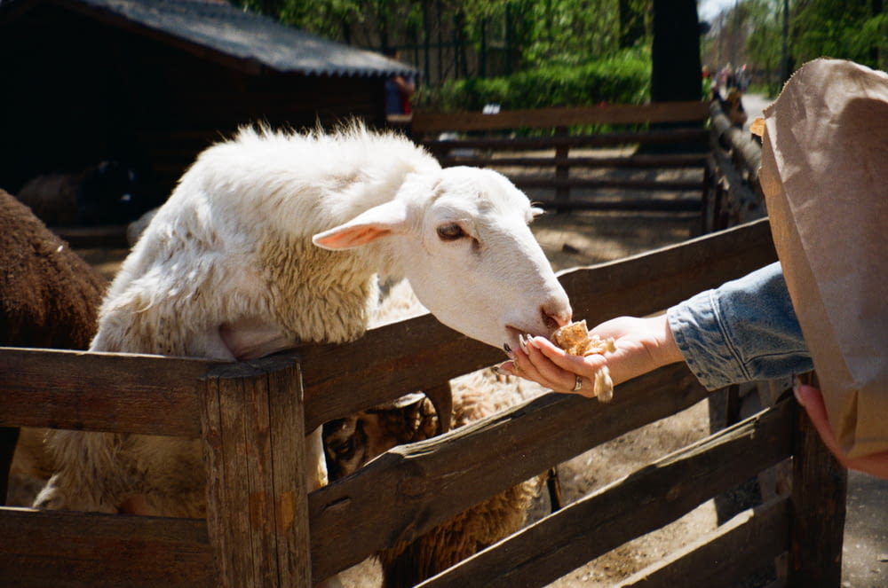 a person feeding a sheep over a wooden fence