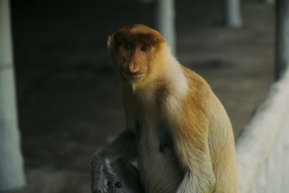 a brown and white monkey sitting on a ledge